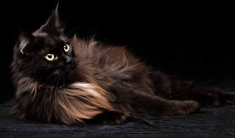 Porque se diz que os gatos pretos dão azar?