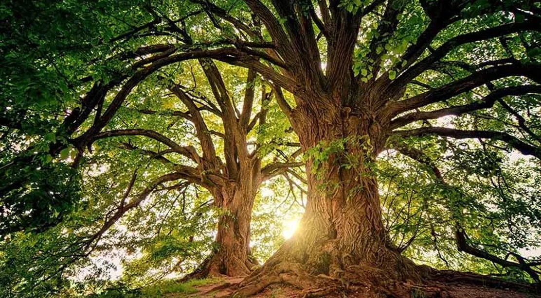bosque-ninos-nacidos-pandemia-wikiduca