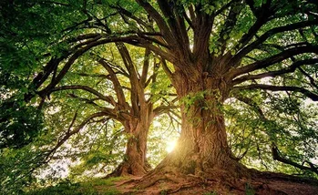 bosque-ninos-nacidos-pandemia-wikiduca
