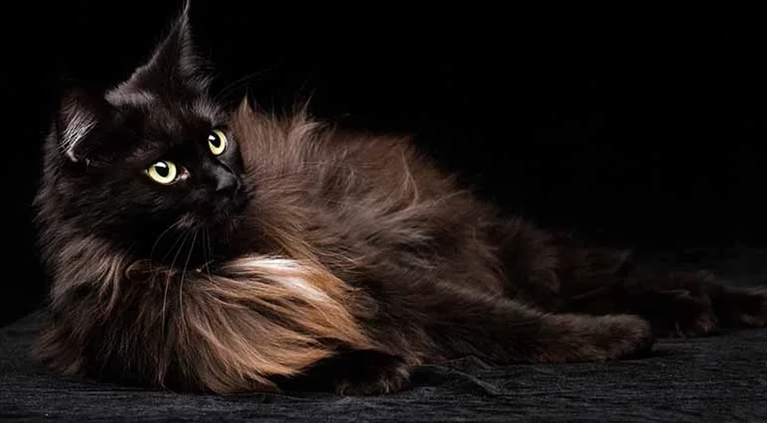 por-que-se-dice-que-los-gatos-negros-dan-mala-suerte-wikiduca