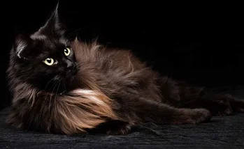 por-que-se-dice-que-los-gatos-negros-dan-mala-suerte-wikiduca