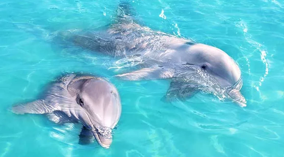 lugares-para-conocer-de-cerca-a-los-delfines-wikiduca