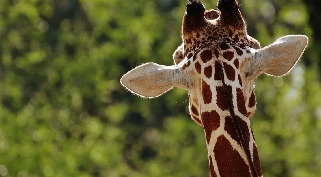 Los mejores zoológicos de España para un día con los niños