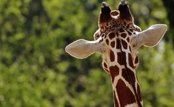 Los mejores zoológicos de España para un día con los niños