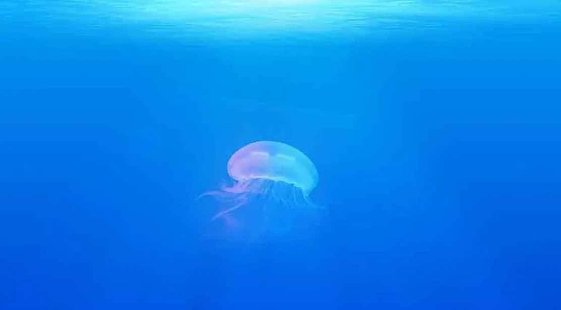 como-prevenir-las-picaduras-de-medusa-wikiduca