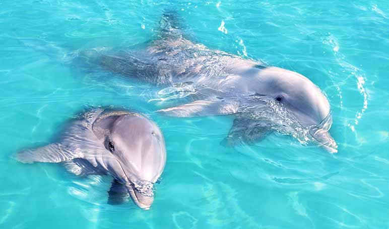 lugares-para-conocer-de-cerca-a-los-delfines-wikiduca