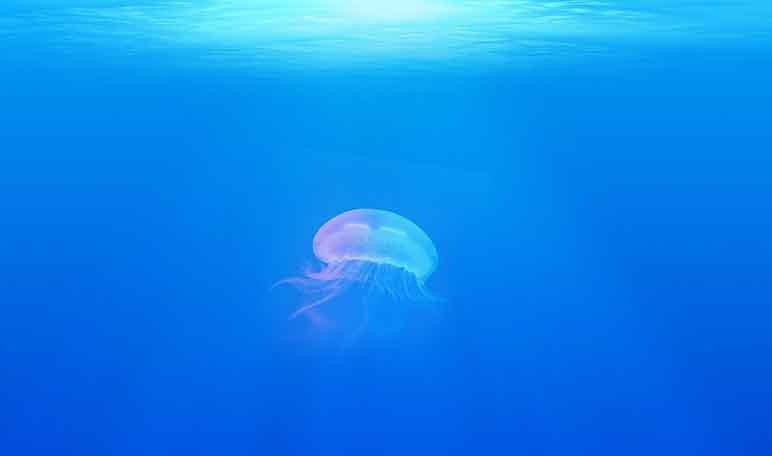 como-prevenir-las-picaduras-de-medusa-wikiduca