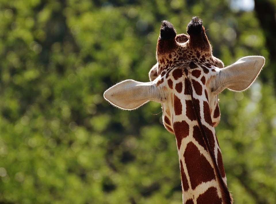 Los mejores zoológicos de España para un día con los niños